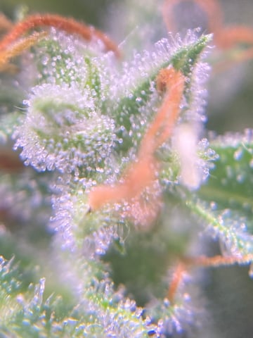 pineapple Express  — flower, day 27