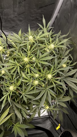 Autos: Banana Purple Punch (1)  & Guava Fig (2) — flower, day 54