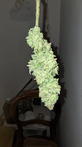 CARLO MARTELLO — flower, day 59