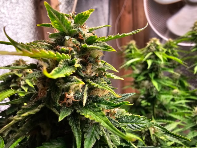 round 2 — flower, day 61