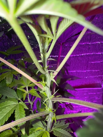 OG Kush — vegetative, day 35