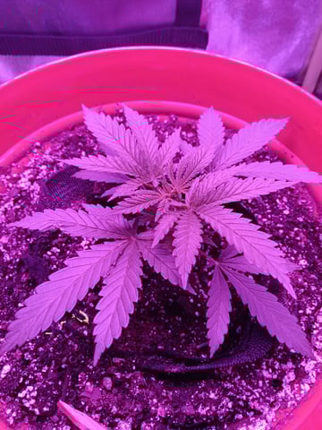  durban poison Autos — grow_setup, day 1