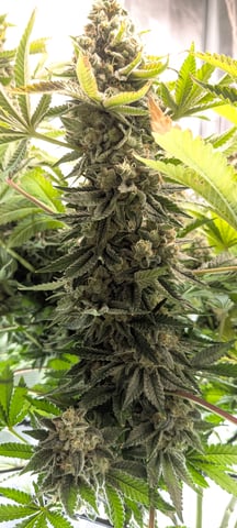 1st grow continued  — flower, day 56