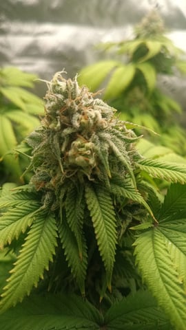 Critical Purple Kush — flower, day 127