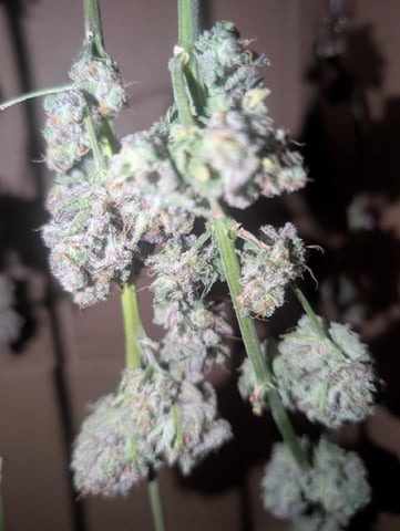 B E A utiful  — harvest, day 144