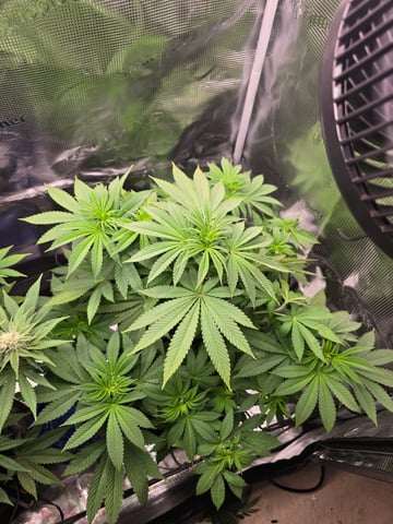 Northern lights #10 2nd plant (Selkies) — flower, day 46