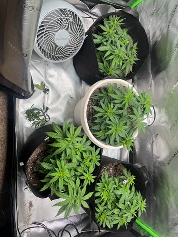 Blue Dream Photos — vegetative, day 32