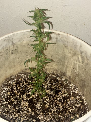 pbk  — auto, day 1