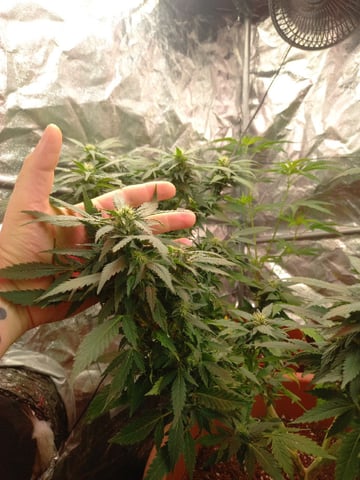 ( Guava Dawg × Sour Tangie ) F2 — flower, day 6
