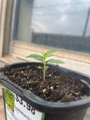 Haze X Cinderella 99 — seedling_rooting, day 3