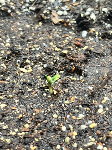 My First Grow — germination, day 9