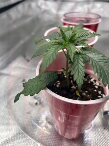 First Ever Grow GT — seedling_rooting, day 19