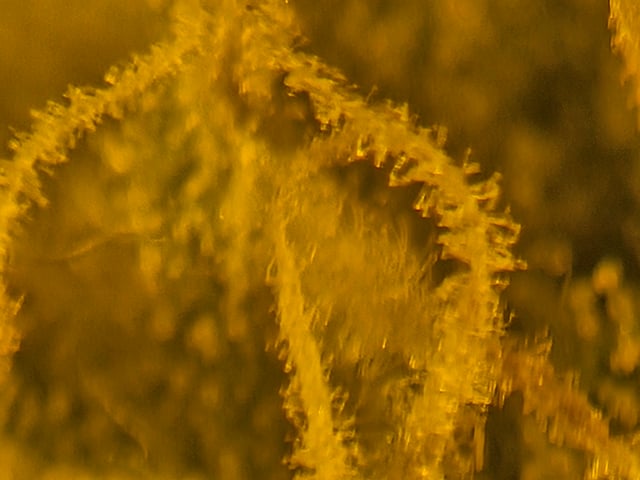 high octane x holy grail  — auto, day 24