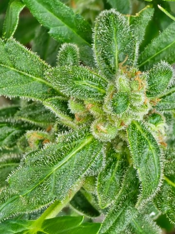 Green Gelato Auto — flower, day 60