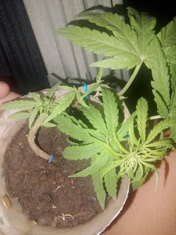 Lagkitan  — grow_setup, day 2