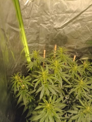 mr — flower, day 69