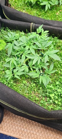 First Grow with the new setup  — vegetative, day 38