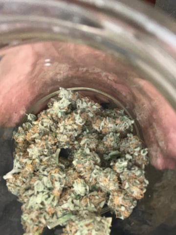 Auto variety  — harvest, day 83