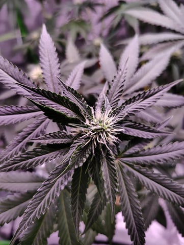 Rosa  — flower, day 20