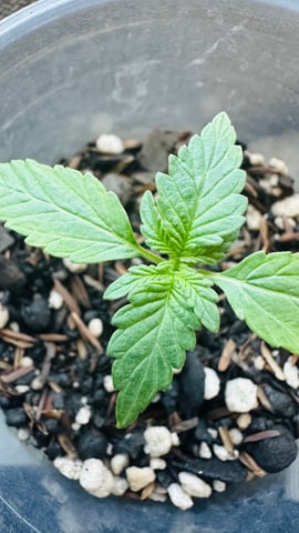 Cabana do Gato — seedling_rooting, day 18