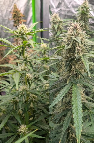 Strawberry Cheesecake Seedsman Seeds Autoflowers x2 — flower, day 63