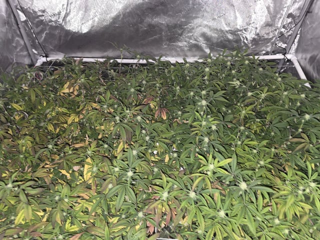 Dante's Inferno Rerun — flower, day 126