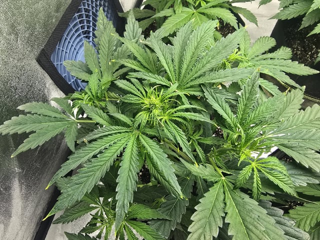 Autos AGAIN — vegetative, day 35