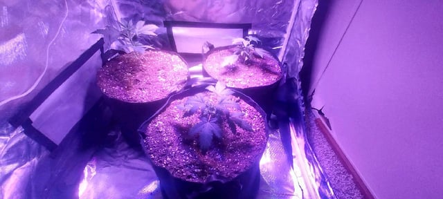 Alien Vs Triangle (Meph) — vegetative, day 1