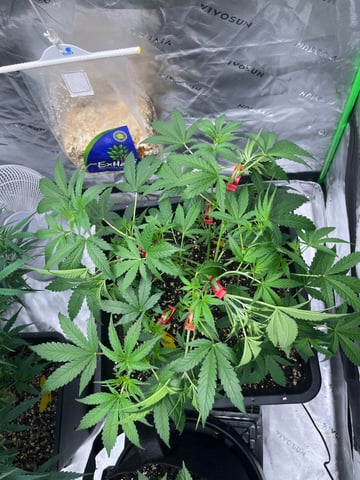 tropicana cookie purple  — vegetative, day 31