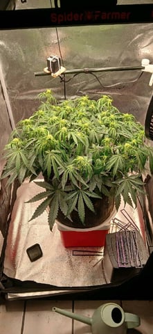 newest ggs setup grow — flower, day 43