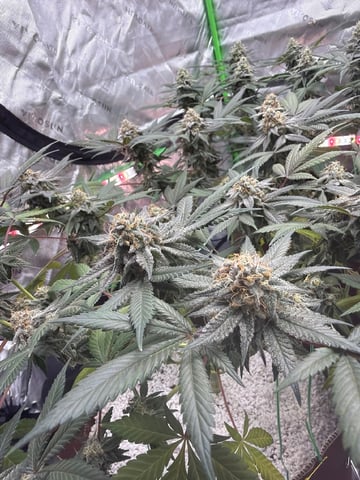 First Grow – Learning Every Day — vegetative, day 83