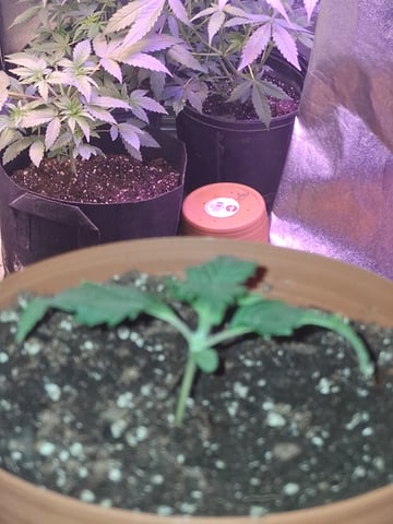 Godfather OG — seedling_rooting, day 12