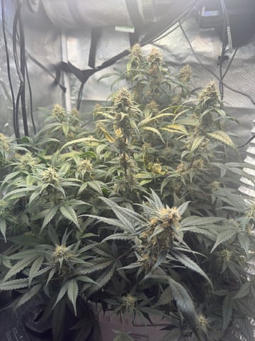 Key Lime Pie — flower, day 66
