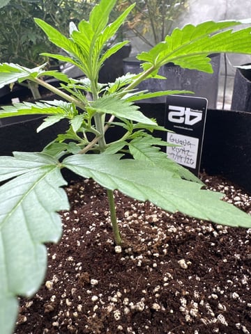 Good Genetix Vs. Fast Budz  — auto, day 18