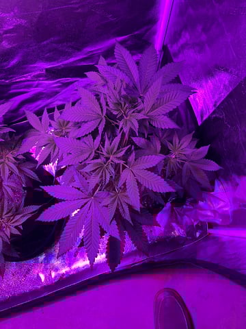 First Round — vegetative, day 1