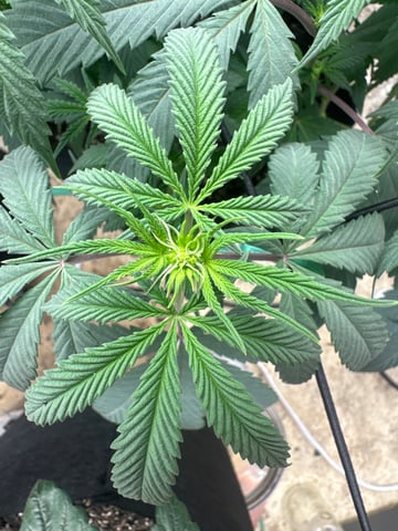 trying some bag seeds — flower, day 36