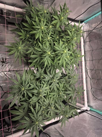 Granny Candy and PLCG — flower, day 93