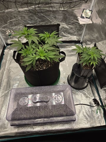  Insane OG — vegetative, day 50