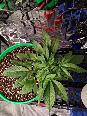 Rainbow Unicorn  — vegetative, day 32