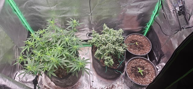 blue dream first grow  — flower, day 72