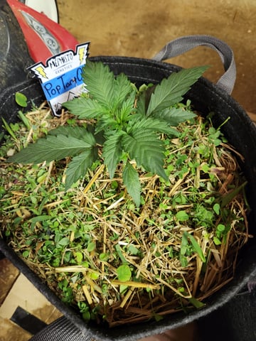 Mephisto Apple Crush and Pop tart OG in Nature's Living Soil.  — vegetative, day 22