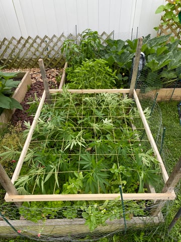 queen of soul X cap junky  — vegetative, day 109