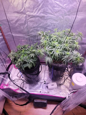 2 Week Old Babies