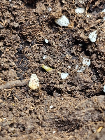 Blueberry  — grow_setup, day 1