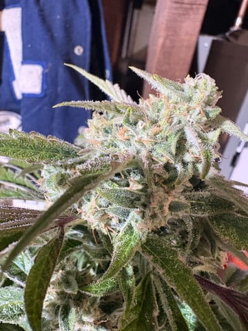 second grow — flower, day 44