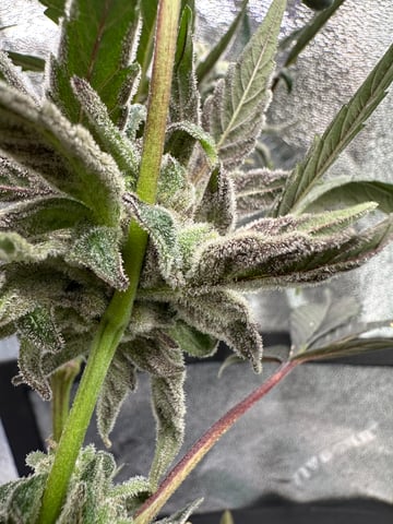 Gelly Mama and Sugar Tree — flower, day 136