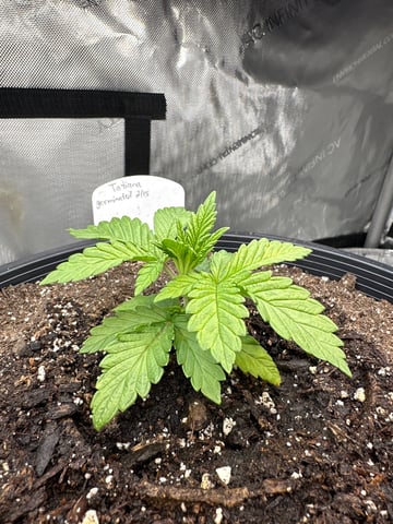 White Russian — vegetative, day 15