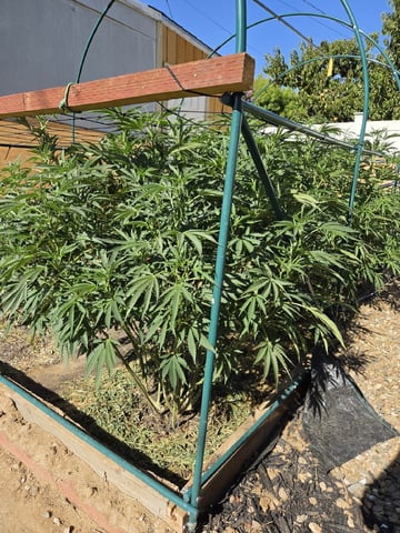 Sour Headies/OGBX1 — vegetative, day 72