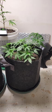 Orange cream pop and sour strawberry — vegetative, day 41