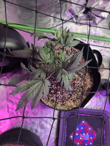 2025-26 — vegetative, day 24